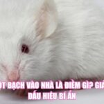 Chuột Bạch Vào Nhà Là Điềm Gì? Giải Mã Dấu Hiệu Bí Ẩn