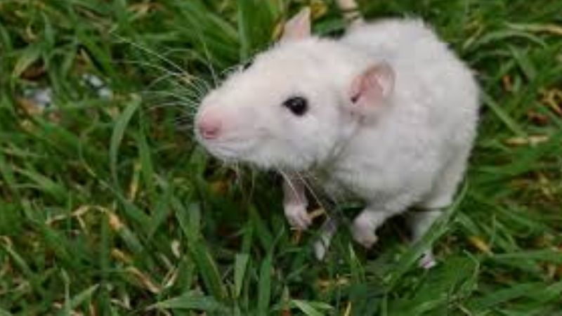 Chuột bạch vào nhà là điềm gì?