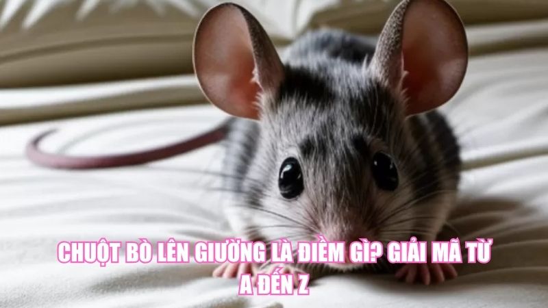 Chuột Bò Lên Giường Là Điềm Gì? Giải Mã Từ A Đến Z