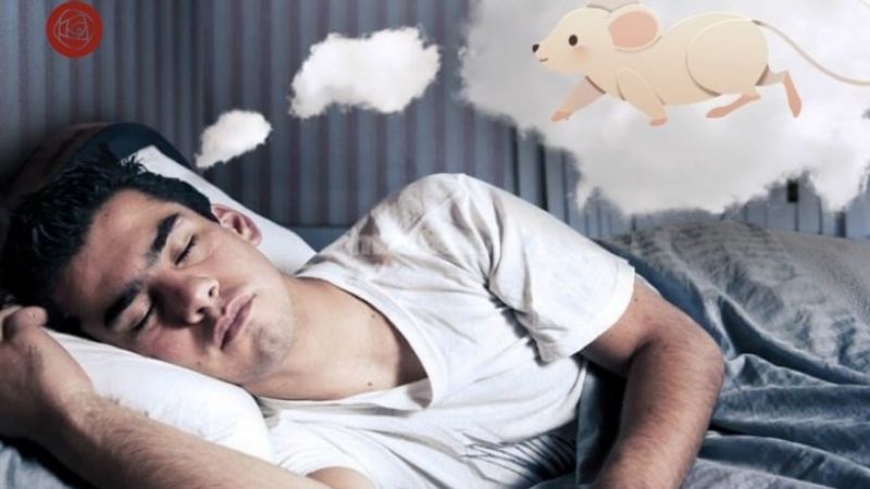 Chuột bò lên giường là điềm gì theo quan niệm dân gian?