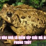 Cóc Vào Nhà Là Điềm Gì? Giải Mã Bí Ẩn Phong Thủy