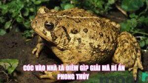 Cá Chết Là Điềm Gì? Giải Mã Góc Nhìn Phong Thủy, Khoa Học