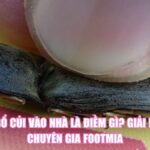 Con Bổ Củi Vào Nhà Là Điềm Gì? Giải Mã Từ Chuyên Gia Footmia