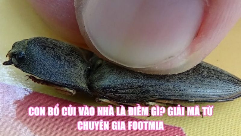 Con Bổ Củi Vào Nhà Là Điềm Gì? Giải Mã Từ Chuyên Gia Footmia