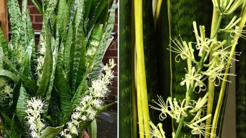 Đặc điểm cây lưỡi hổ và hiện tượng ra hoa