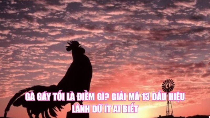 Gà Gáy Tối Là Điềm Gì? Giải Mã 13 Dấu Hiệu Lành Dữ Ít Ai Biết
