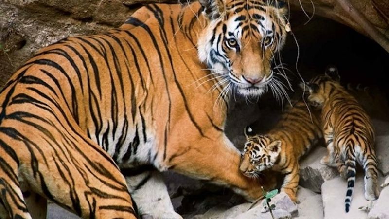 Giải Mã Chi Tiết: Mơ Thấy Hổ Đánh Con Gì?