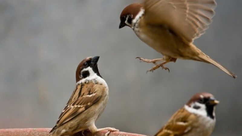 Giải Mã Chim Sẻ Bay Vào Nhà Là Điềm Gì?