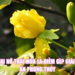 Hoa Mai Nở Trái Mùa Là Điềm Gì? Giải Mã Bí Ẩn Phong Thủy