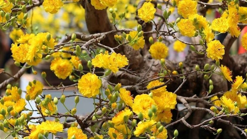 Hoa mai nở trái mùa là điềm gì?