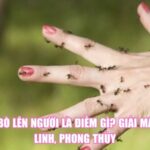 Kiến Bò Lên Người Là Điềm Gì? Giải Mã Tâm Linh, Phong Thủy