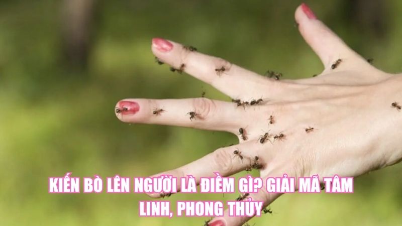 Kiến Bò Lên Người Là Điềm Gì? Giải Mã Tâm Linh, Phong Thủy