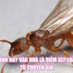 Kiến Cánh Bay Vào Nhà Là Điềm Gì? Luận Giải Từ Chuyên Gia