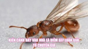 Ủi Quần Áo Bị Cháy Là Điềm Gì? Giải Mã Dấu Hiệu Bất Ngờ