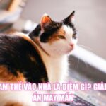 Mèo Tam Thể Vào Nhà Là Điềm Gì? Giải Mã Bí Ẩn May Mắn