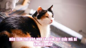 Cá Chết Là Điềm Gì? Giải Mã Góc Nhìn Phong Thủy, Khoa Học