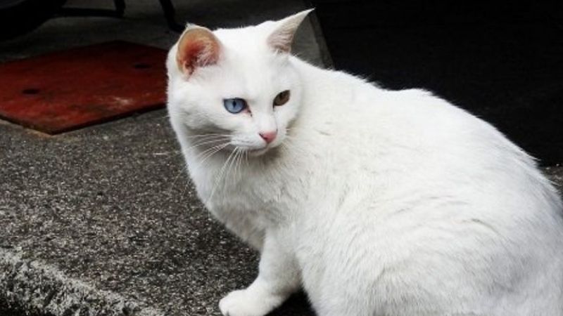 Mèo trắng trong tín ngưỡng dân gian Việt Nam