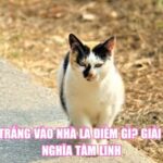 Mèo Trắng Vào Nhà Là Điềm Gì? Giải Mã Ý Nghĩa Tâm Linh