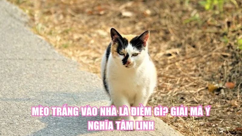 Mèo Trắng Vào Nhà Là Điềm Gì? Giải Mã Ý Nghĩa Tâm Linh
