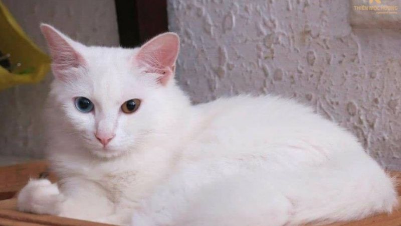 Mèo trắng vào nhà là điềm gì?