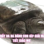 Mơ Thấy Ba Ba Đánh Con Gì? Giải Mã Chi Tiết Giấc Mơ