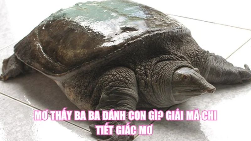 Mơ Thấy Ba Ba Đánh Con Gì? Giải Mã Chi Tiết Giấc Mơ