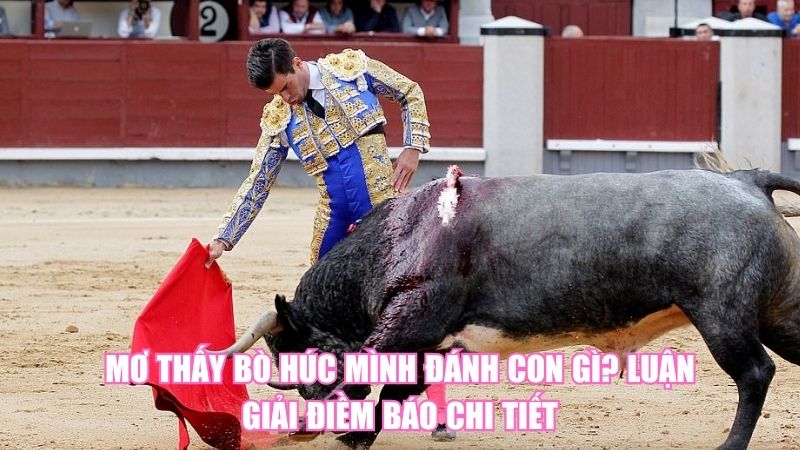Mơ Thấy Bò Húc Mình Đánh Con Gì? Luận Giải Điềm Báo Chi Tiết