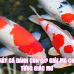 Mơ Thấy Cá Đánh Con Gì? Giải Mã Chi Tiết Từng Giấc Mơ