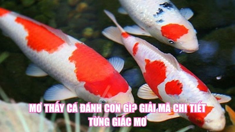 Mơ Thấy Cá Đánh Con Gì? Giải Mã Chi Tiết Từng Giấc Mơ