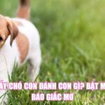 Mơ Thấy Chó Con Đánh Con Gì? Bật Mí Điềm Báo Giấc Mơ