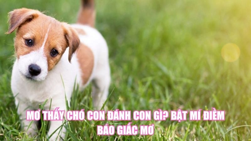 Mơ Thấy Chó Con Đánh Con Gì? Bật Mí Điềm Báo Giấc Mơ