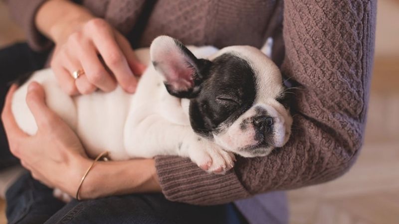 Mơ Thấy Chó Con Đánh Con Gì Theo Từng Trường Hợp