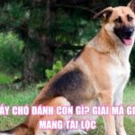 Mơ Thấy Chó Đánh Con Gì? Giải Mã Giấc Mơ Mang Tài Lộc