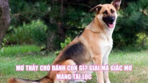 Nằm Mơ Thấy Vé Số Đánh Số Gì? Giải Nghĩa Điềm Báo