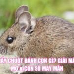 Mơ Thấy Chuột Đánh Con Gì? Giải Mã Giấc Mơ & Con Số May Mắn