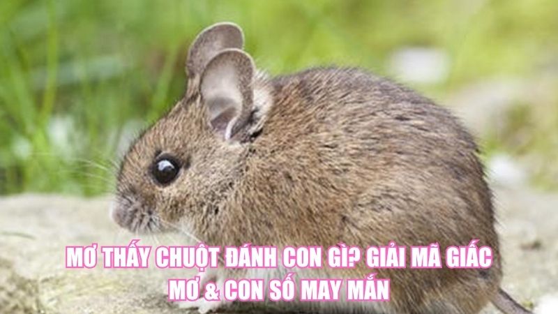 Mơ Thấy Chuột Đánh Con Gì? Giải Mã Giấc Mơ & Con Số May Mắn
