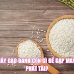 Mơ Thấy Gạo Đánh Con Gì Để Gặp May Mắn, Phát Tài?