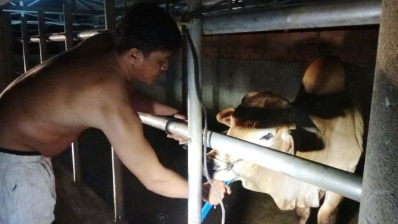 Mơ Thấy Giết Trâu Đánh Con Gì?