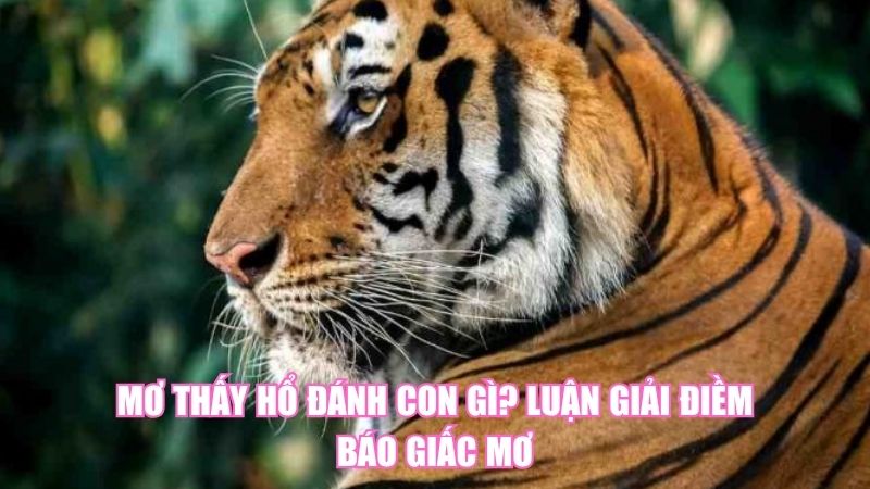 Mơ Thấy Hổ Đánh Con Gì? Luận Giải Điềm Báo Giấc Mơ