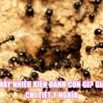 Mơ Thấy Nhiều Kiến Đánh Con Gì? Giải Mã Chi Tiết Ý Nghĩa