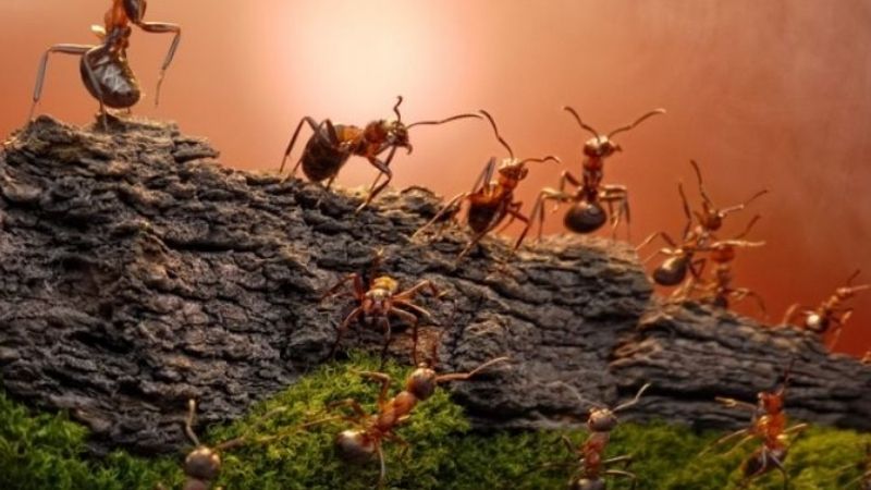 Mơ thấy nhiều kiến đánh con gì? Tổng hợp con số phổ biến