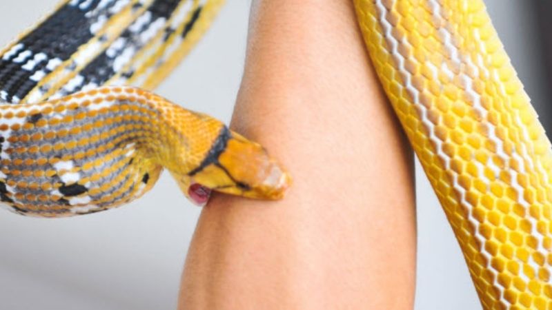Mơ thấy rắn cắn đánh con gì?