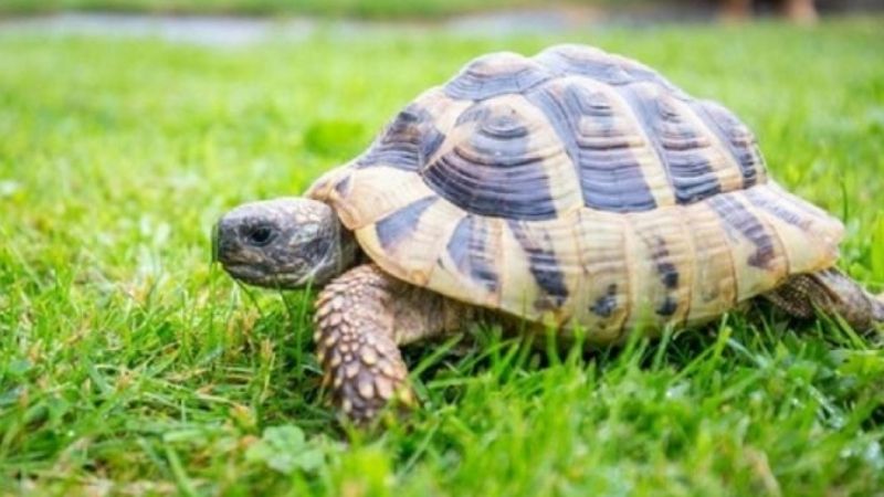 Mơ thấy rùa đánh con gì? 