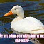 Mơ Thấy Vịt Đánh Con Gì? Đánh 17 Hay 81 Sẽ Gặp May?