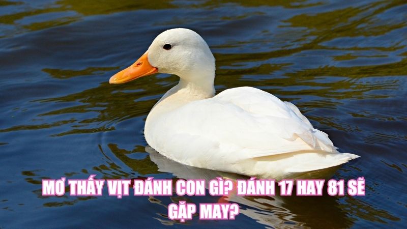 Mơ Thấy Vịt Đánh Con Gì? Đánh 17 Hay 81 Sẽ Gặp May?