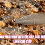 Mối Bay Vào Nhà Là Điềm Gì? Giải Mã Tâm Linh Chi Tiết