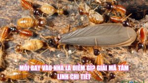 Mối Bay Vào Nhà Là Điềm Gì? Giải Mã Tâm Linh Chi Tiết