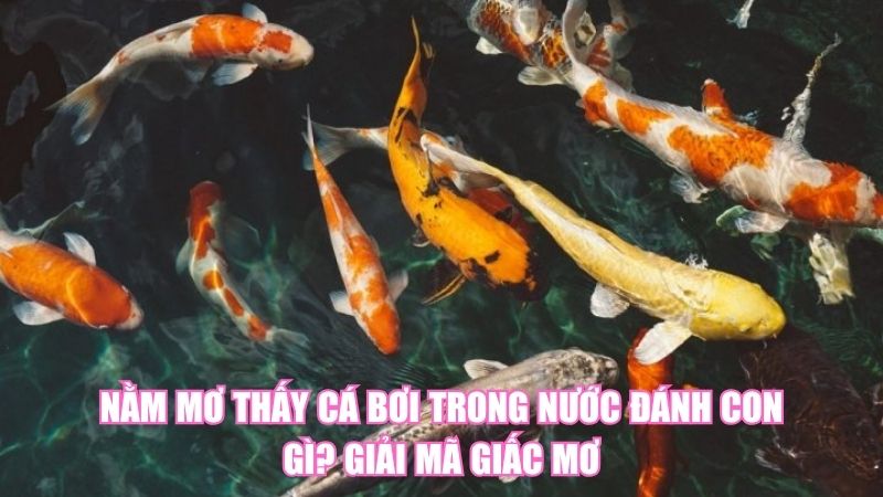 Nằm Mơ Thấy Cá Bơi Trong Nước Đánh Con Gì? Giải Mã Giấc Mơ
