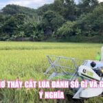 Nằm Mơ Thấy Cắt Lúa Đánh Số Gì Và Giải Mã Ý Nghĩa