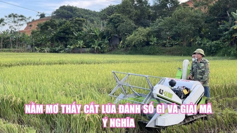 Nằm Mơ Thấy Cắt Lúa Đánh Số Gì Và Giải Mã Ý Nghĩa